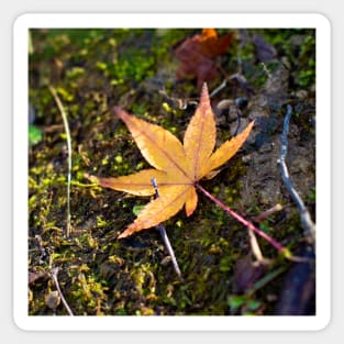 Photography - Lonely leaf Sticker